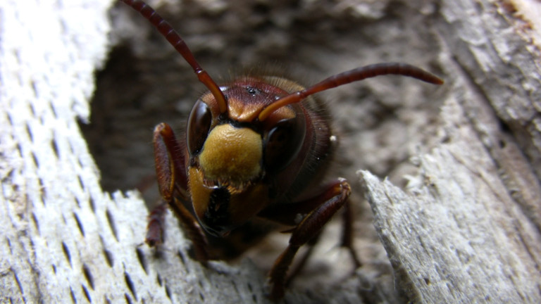 Vespa crabro